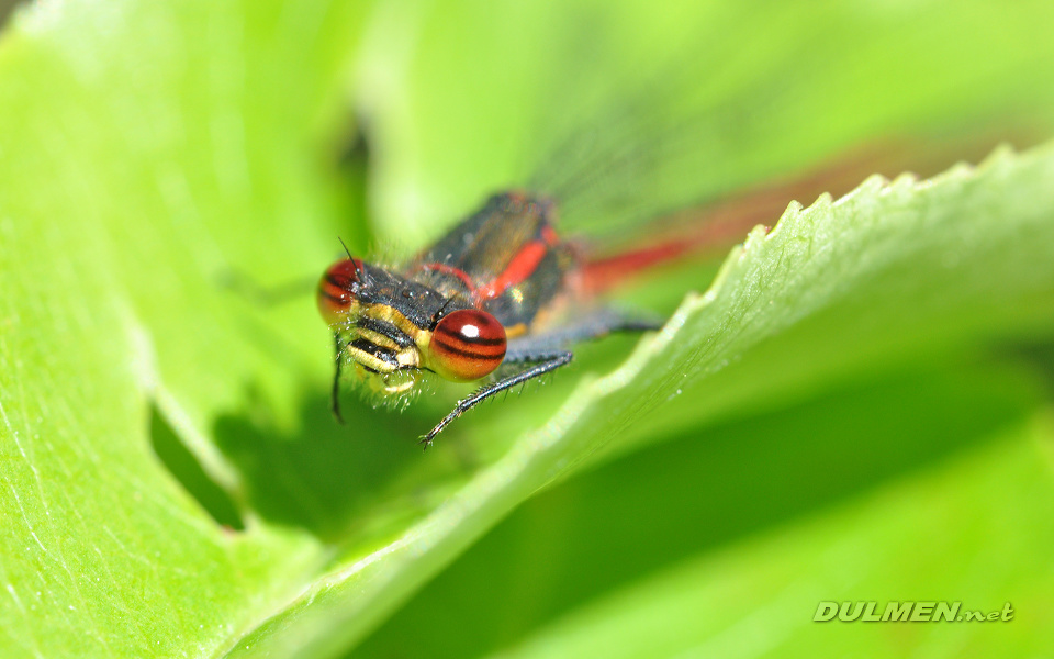 Large Red Damsel (Pyrrhosoma nymphula)